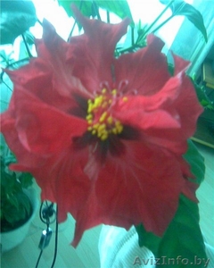 Цветок комнатный,  роза #89307