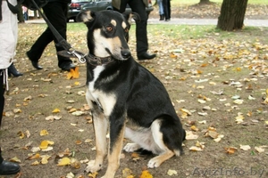 Собака Альба ищет дом! 9 месяцев. #90481