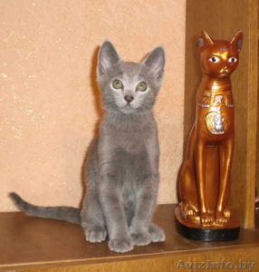 Продается два русских голубых котенка #96669