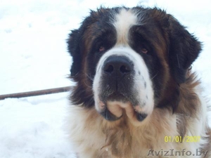 продаём щенков сенбернаров #91451