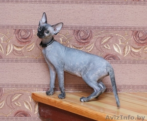 Котята Канадского сфинкса продажа #92221