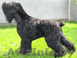 запись на щенков #94725