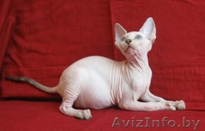 Продам канадского сфинкса #98922