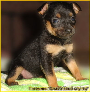 Щенок  той-терьера (русского тоя) #92939