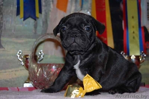 Французский бульдог #91707