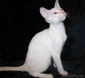 Сиамский котенок #88884