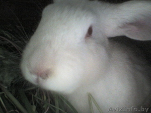 Продаю кроликов живым весом #95489