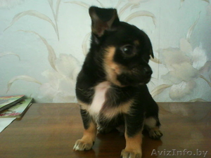  Чихуа-хуа продам щенков #89919