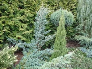 декоративные растения #19391