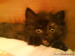 Котенок в хорошие руки,  бесплатно #97767