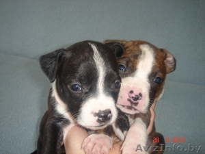 Щенки американского стаффордширского терьера #90047