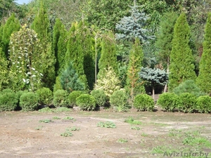  различные декоративные растения более 300 видов #98612