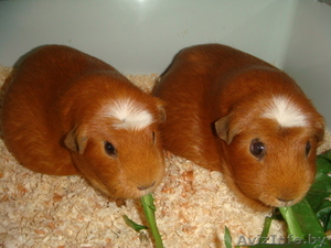 ищем друга морскому свину #97501