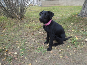 нашелся щенок черного цвета #100631