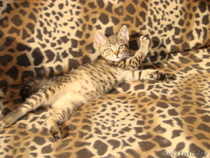 Милые котята в хорошие руки #78118