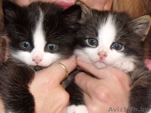 котята в подарок #94768