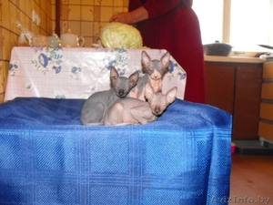  Канадский Сфинкс #95914