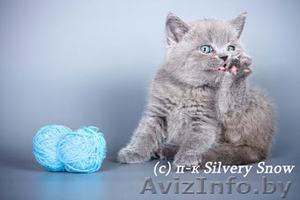 Британские элитные котята с доставкой #87969