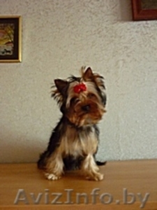 продам йоркширский терьер  #94379