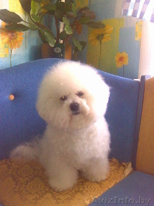 Готовятся к продаже щенки шоу класса редкой породы Бишон Фризе ( 2 мальчика- и 2 #93195