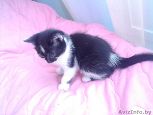 Отдам котёнка в Борисове #89820