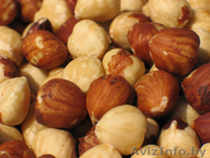 Фундук оптом (Турция) #93712