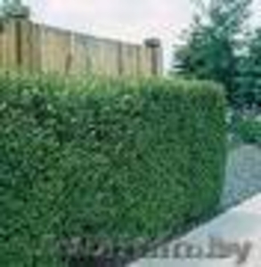 Бирючина                  #99706