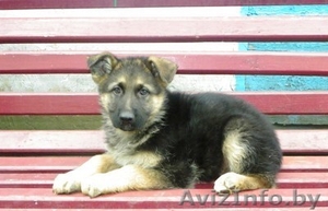 Немецкая овчарка щенки #97978