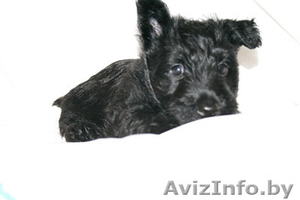 Щенкт скотч-терьера #91450