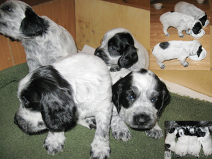 Продам щенков русского спаниеля #88787