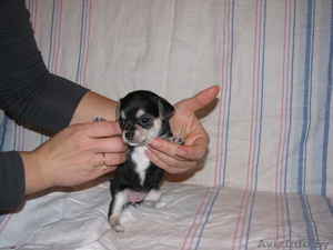 Продаю Щенков чихаухуа #96674