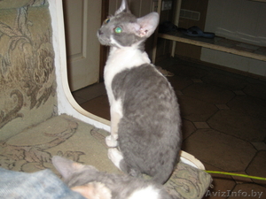 продам корниш рекса #90338