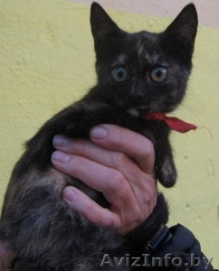 кошечка ищет хозяина #92721