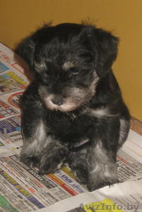  Цвергшнауцер,  щенки. #97655