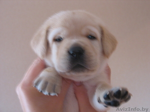 продаю щенки лабрадора #102434
