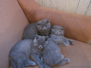 Британские короткошерстные котята редкого окраса!Вислоухие и со стоячими ушками! #97730