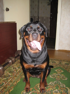 продам щенка ротвейлера #99975