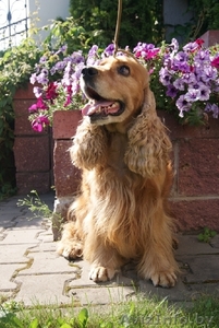 Щенки английского кокер-спаниеля. #87836