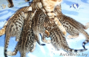 Бенгальские котята #95243