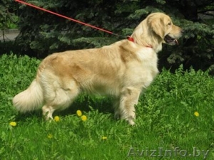 Кобель ГОЛДЕН-ретривера Титулованный, ищет девочку для вязки #92009