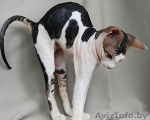 Донские сфинксы #95993