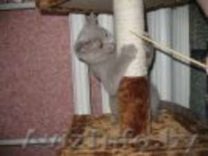 британските котята #90303
