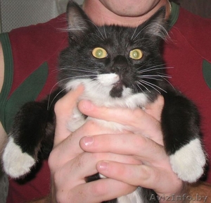 Пропал КОТ в городе Речица на ул.Космонавтов #99615