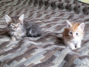 Пушистые котята от хороших родителей #89323