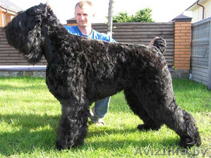 щенки русского черного терьера  #37369