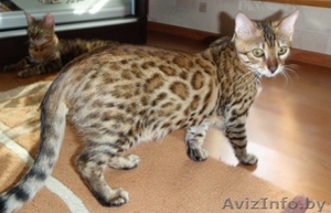 Бенгальские кошки #90050