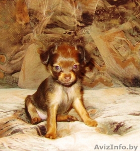 Русский длш той-терьер #86651