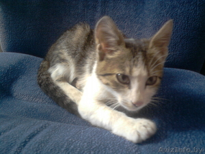 Котенок. Отдам в хорошие руки. #88047