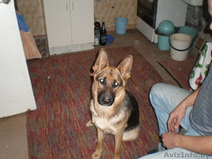 пропала собака помогите!!!!!! #94904