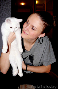 ПРОДАМ котёнка, БЕЛУЮ БРИТАНКУ! #99190